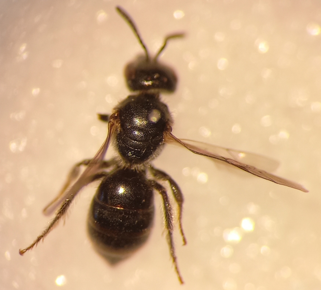 Lasioglossum griseolum