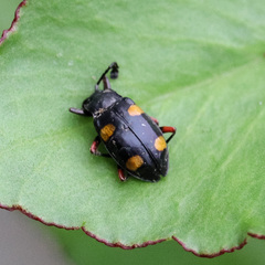 Eumorphus quadriguttatus