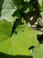 Tutelina similis
