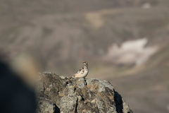 Lagopus muta islandorum