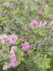 Mimosa texana
