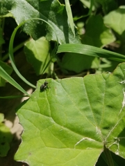 Tutelina similis