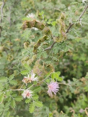 Mimosa texana