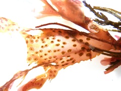 Nitophyllum punctatum