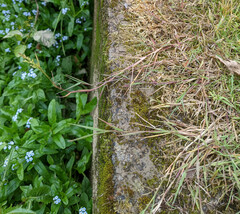 Agrostis × murbeckii