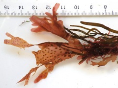 Nitophyllum punctatum