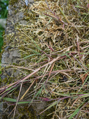 Agrostis × murbeckii