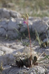 Primula pauciflora shoshonensis