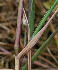 Agrostis × murbeckii
