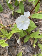 Stylisma humistrata