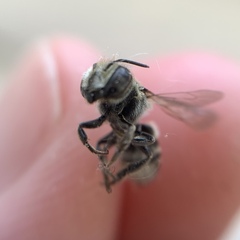 Megachile