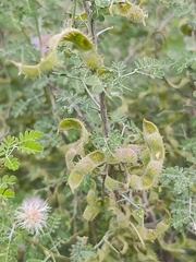 Mimosa monancistra