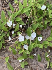 Stylisma humistrata