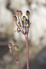 Primula pauciflora shoshonensis