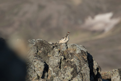 Lagopus muta islandorum