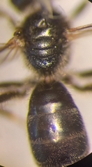 Lasioglossum pauxillum