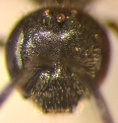 Lasioglossum pauxillum