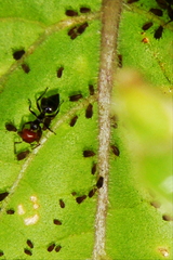 Aphididae