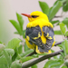 Indian Golden Oriole - Photo (c) Imran Shah, some rights reserved (CC BY-SA)