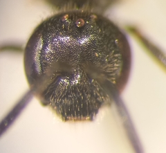 Lasioglossum pauxillum