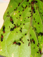 Crematogaster scutellaris