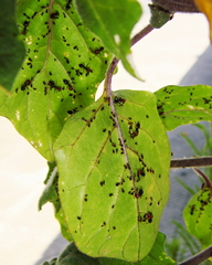 Crematogaster scutellaris