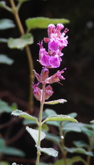 Teucrium salviastrum