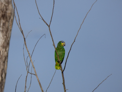 Amazona amazonica