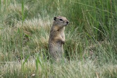 Urocitellus beldingi