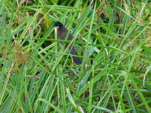 Donacobius atricapilla