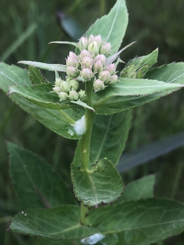Yucatan camphorweed (Pluchea yucatanensis)