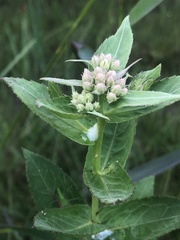 Pluchea yucatanensis