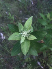 Pluchea yucatanensis