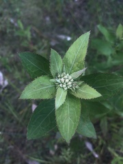 Pluchea yucatanensis