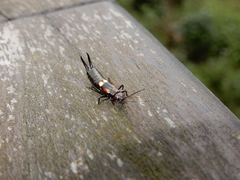 Pterygida ornaticapitata
