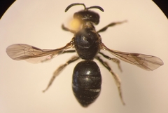 Lasioglossum interruptum