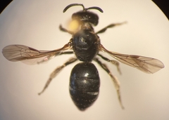 Lasioglossum interruptum