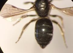 Lasioglossum interruptum