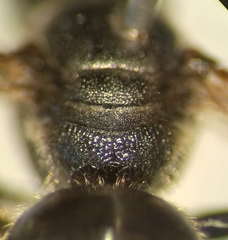 Lasioglossum interruptum