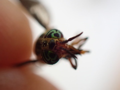 Chrysops indus
