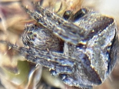 Araneus montereyensis