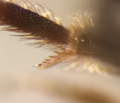 Lasioglossum interruptum