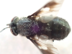 Chrysops mitis