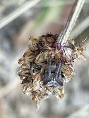 Araneus montereyensis