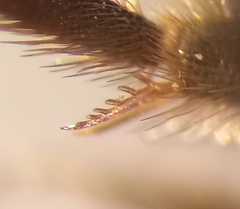 Lasioglossum interruptum