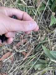 Araneus montereyensis