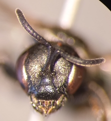 Lasioglossum interruptum