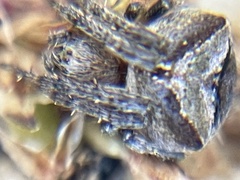 Araneus montereyensis