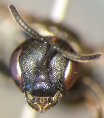Lasioglossum interruptum