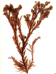 Pterosiphonia complanata